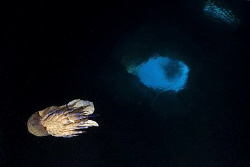 mediterranean slipper lobster in cave by Miro Polensek 